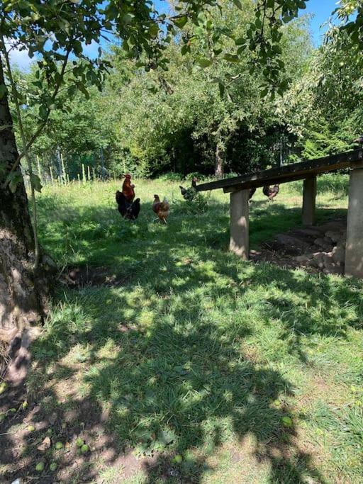 Familienurlaub Mit Hund An Der Ostsee Admannshagen-Bargeshagen Luaran gambar