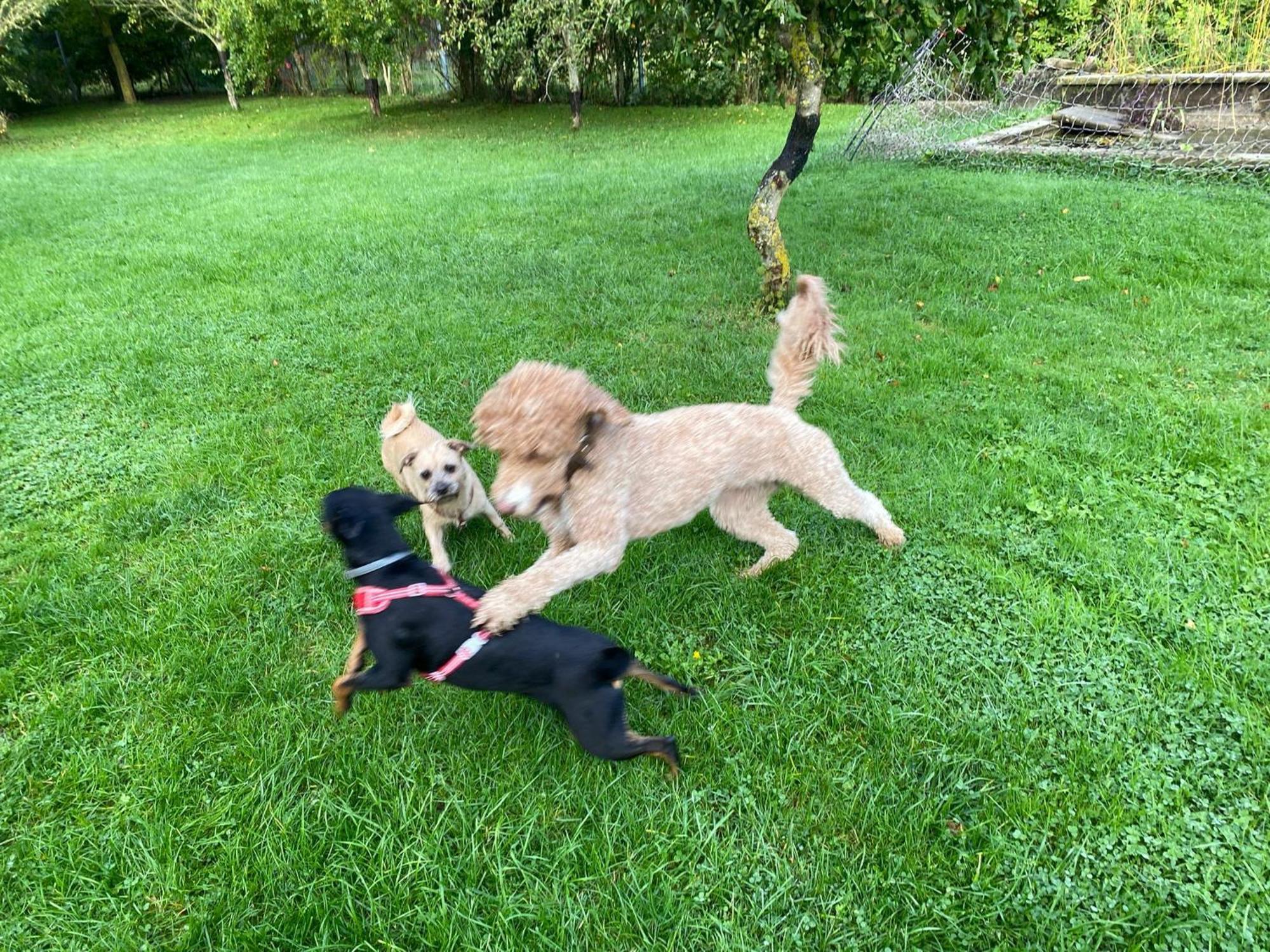 Familienurlaub Mit Hund An Der Ostsee Admannshagen-Bargeshagen Luaran gambar